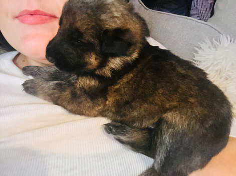 German shepherd puppies