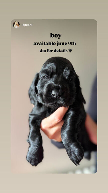 4 stunning show cocker spaniels