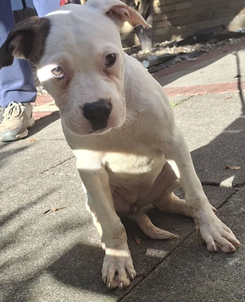 American bulldog