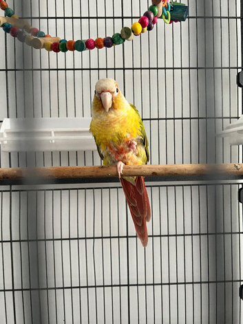 Pineapple conure 18 months old