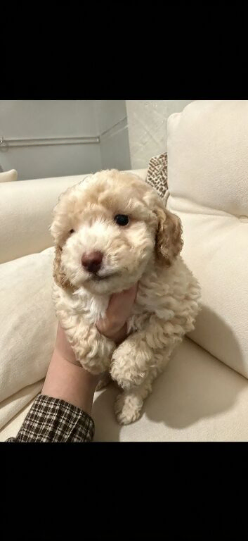 Miniature F1b Cockapoo Puppies - Apricot & White