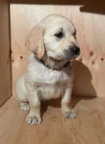 BEAUTIFUL FLUFFY GOLDEN RETRIEVER PUPPIES FILLED WITH CHARMS