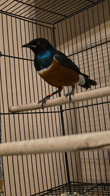 Male spreo starling
