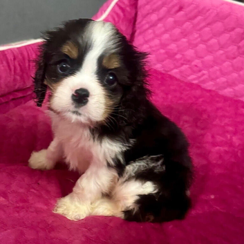 Cavalier King Charles puppy