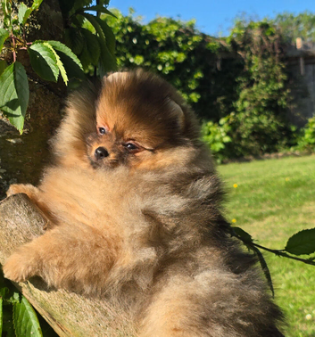 *Beautiful pedegre pomeranian pup*