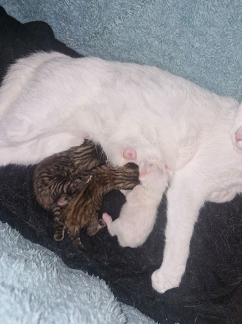 3 Turkish Angora cross kittens