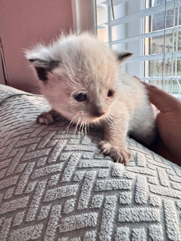 Hi I have 2 Turkish angora kittens needing a new home as I'm going abroad