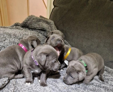 Fabulous Home Raised Blue Staffordshire Bull Terrier Pups
