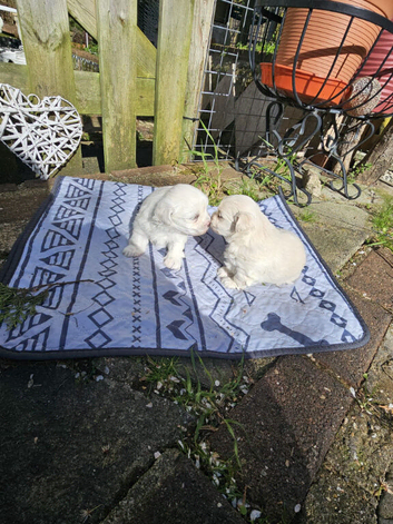 2 puppies Bichons maltese