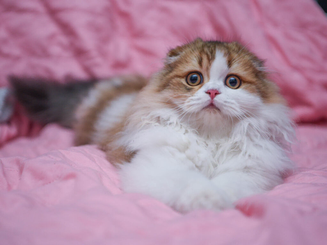 Scottish fold longhair boy