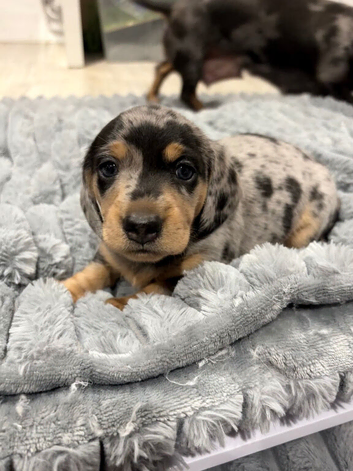 RESERVED! Last Male Miniature Dachshund puppy