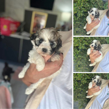 5 star ️ Toy shihpoo puppies