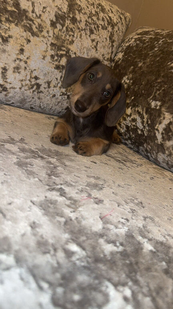 miniature dachshunds