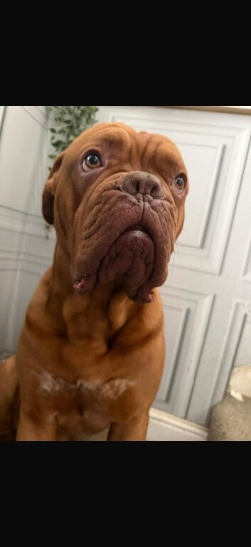 2 Year Old DogueDeBordeaux