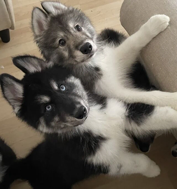 Gorgeous Kc Registered Siberian Husky Pups