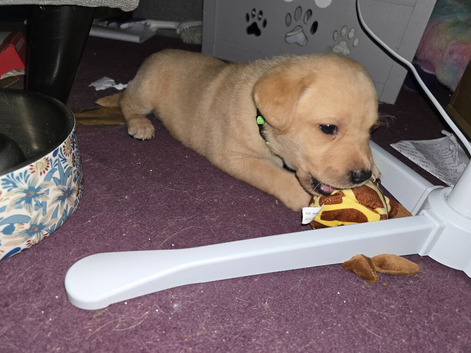 Labrador puppies