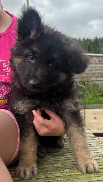 German Shepherd pups
