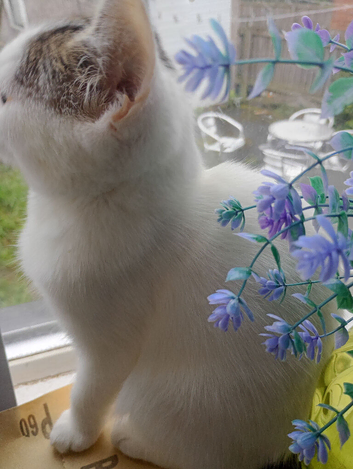 Cute female kitten for sale
