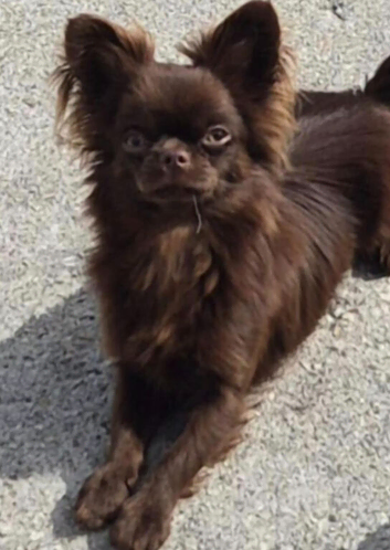 Have one beautiful only little girl available