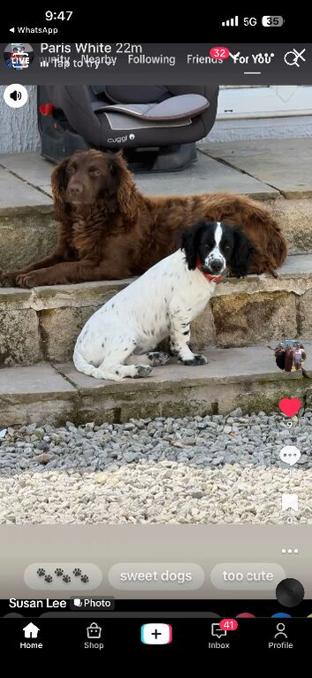 Lola is nine month old she has got a lovely temperament
