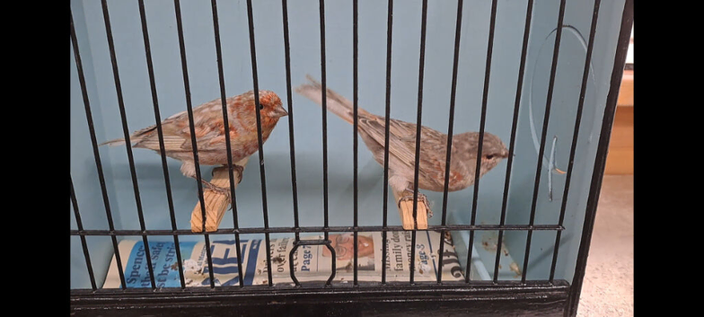 Greywing Red Mosaic Canaries