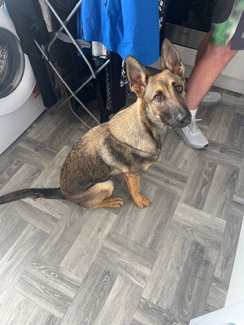 German shepherd female