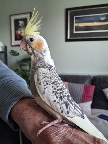 Hand reared cockatieal