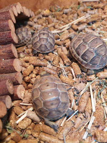 Med spur thigh hatchlings tortoises