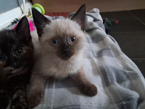 Male kitten for sale