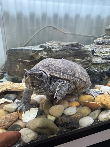 Adult Musk Turtle with Aquarium &ndash; Complete Setup looking for a new caring and responsible home.