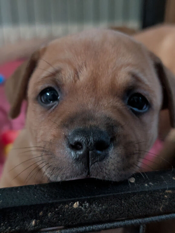 Red KC Staffordshire bull terriers
