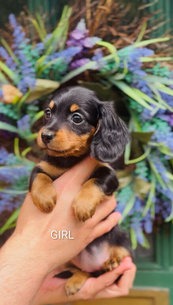 KC Longhair Dachshund Girl Available Now