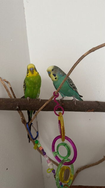 2 beautiful budgies WITH CAGE