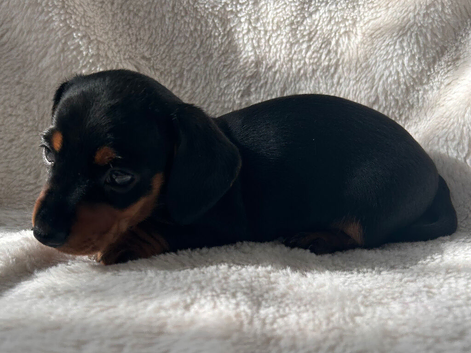Beautiful Black and Tan girl