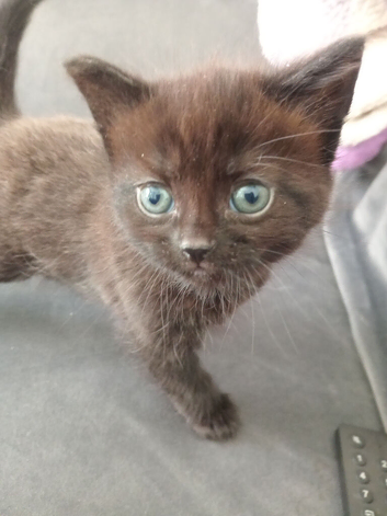 Two black female kittens