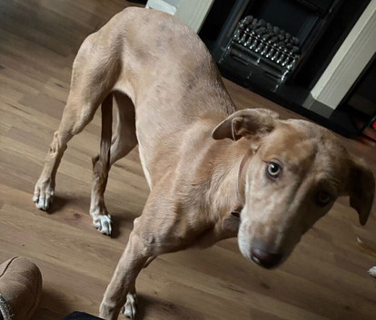 Lurcher