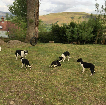 Border collies