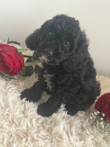 Beautiful Cockapoo puppies looking for loving homes! ️