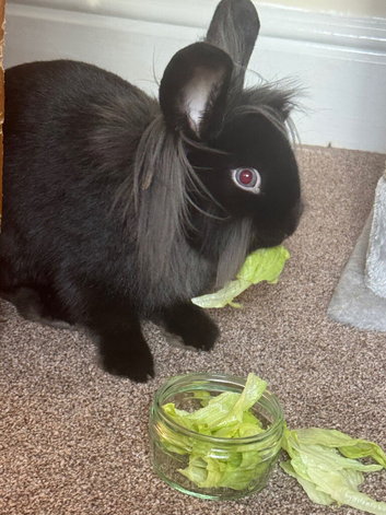 9 month old female bunny