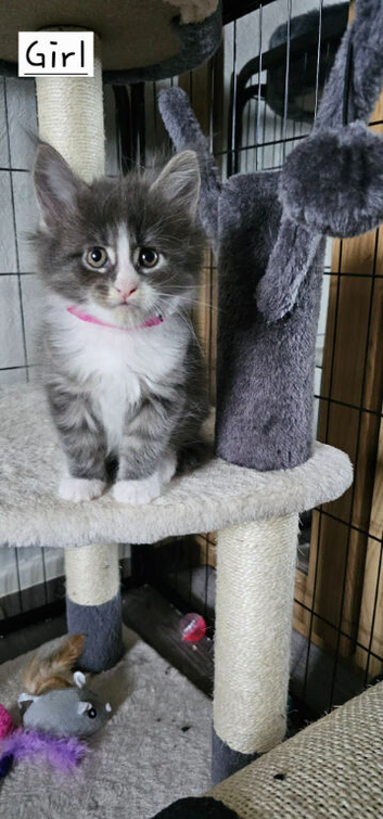 Pure Bread Maine Coon Kittens