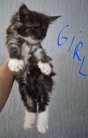Beautiful Maine coon kitten girls