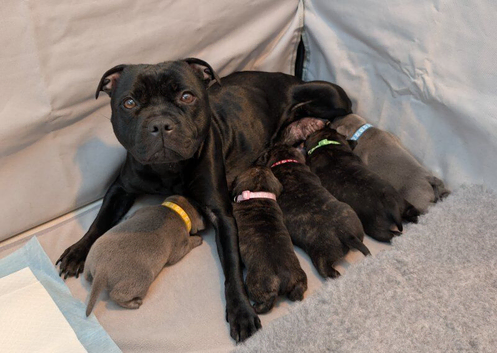 Beautiful Staffordshire Bull Terrier Puppies &mdash; 2 Boys, 2 Girls