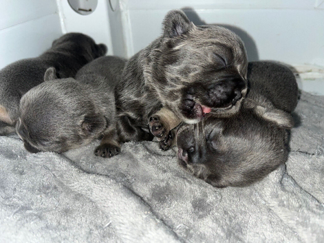 Kc Registered French Bulldog puppies
