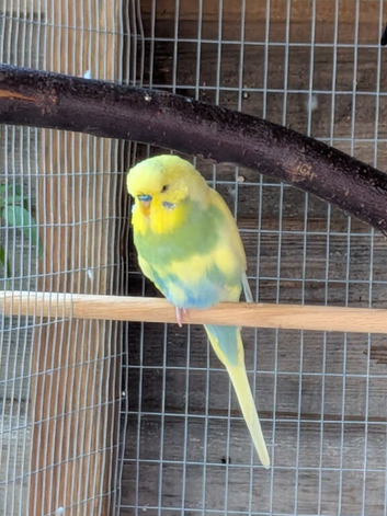 2 young adult budgies