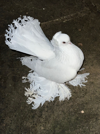Male omski pigeon for sale