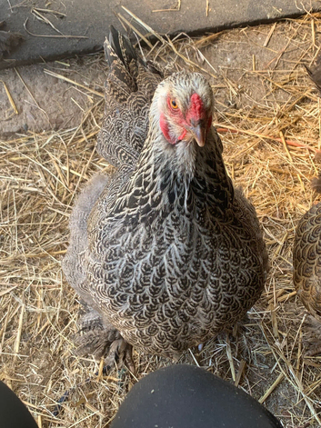 Brahmas,Pekin bantams and USA silkies available