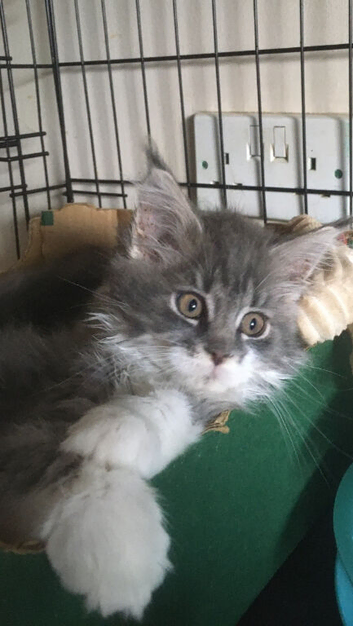 Quality Maine Coon female kitten