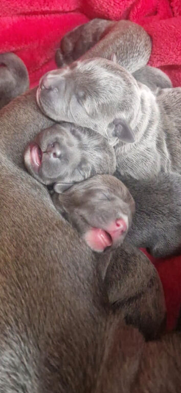 Blue & Blue Brindle Chunky Pups