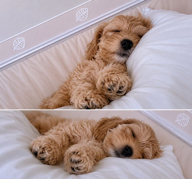 1 miniature cockapoo puppy ready to leave!