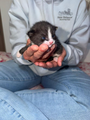 Kittens looking for forever home